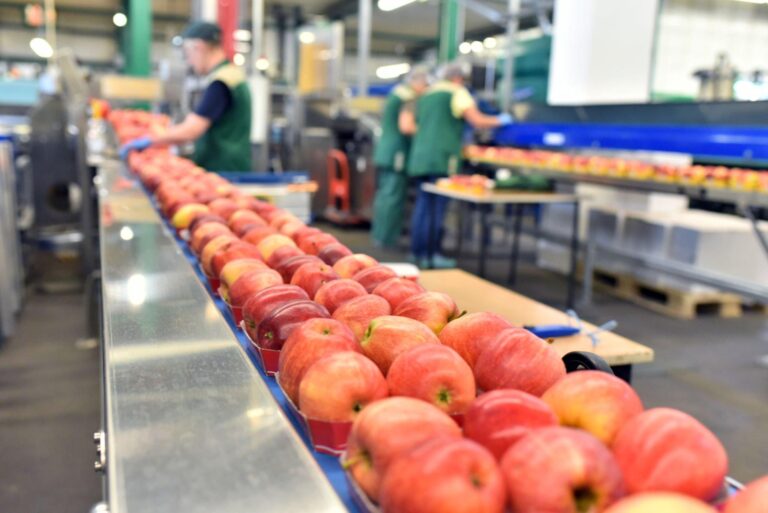Termiz en la Industria Alimentaria - Termiz